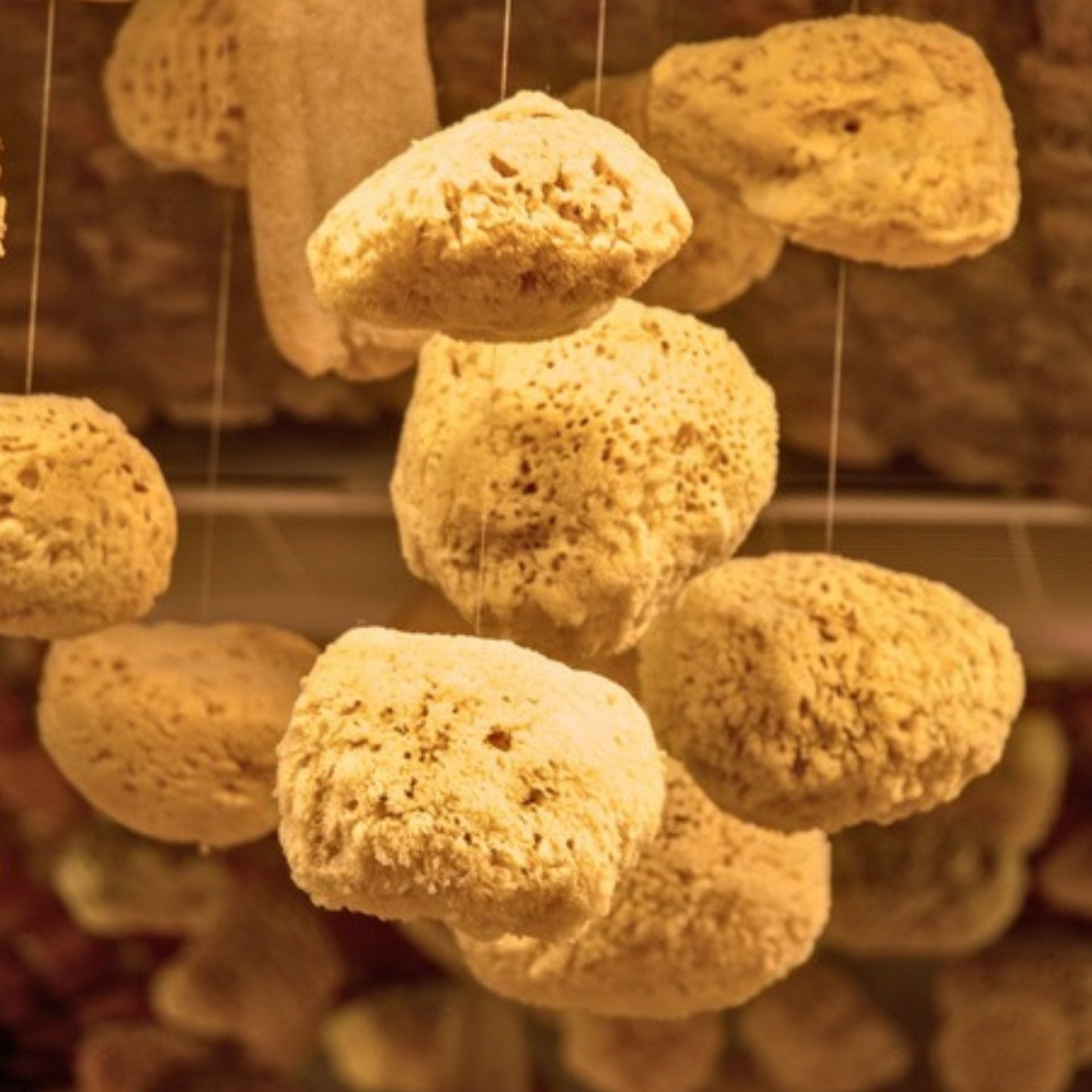 Natural Sea Sponge